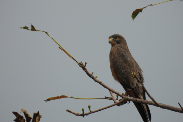 Grasshopper Buzzard