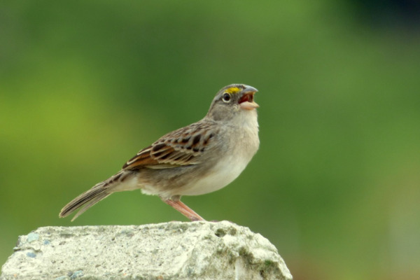 Grasshopper Sparrow