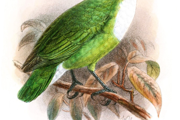 Grauer's Broadbill