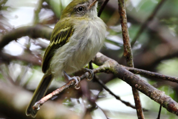 Gray-breasted Bamboo Tyrant