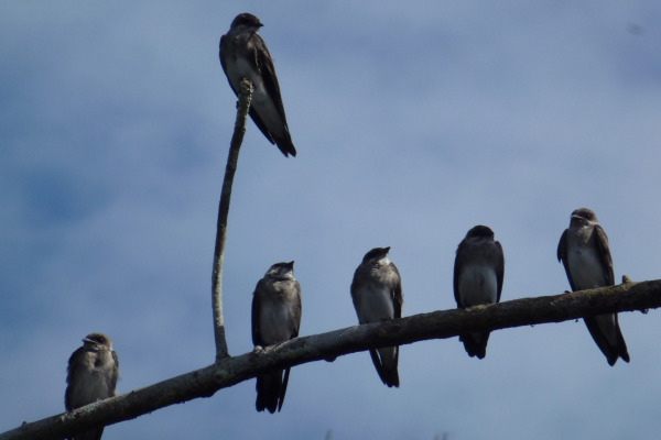 Gray-breasted Martin