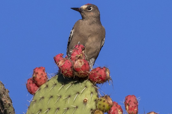 Gray-breasted Woodpecker