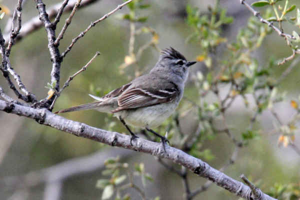 Gray-capped Tyrannulet