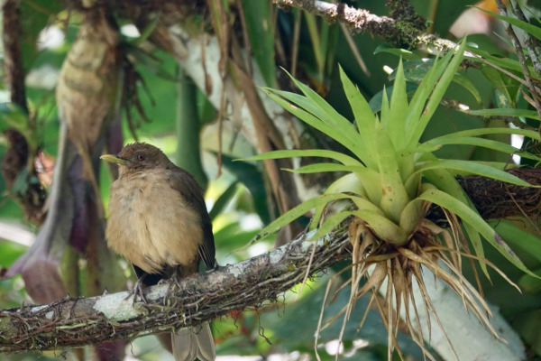 Gray-cheeked Thrush