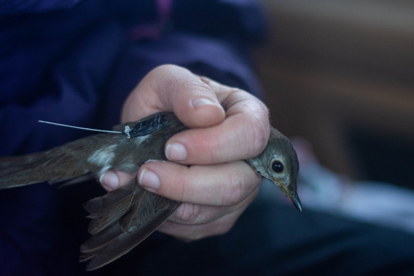 Gray-cheeked Thrush