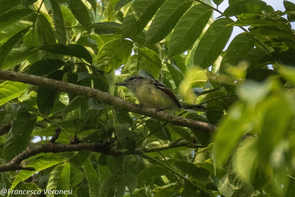 Gray-chested Greenlet