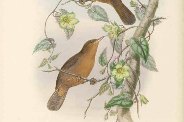 Gray-chinned Minivet