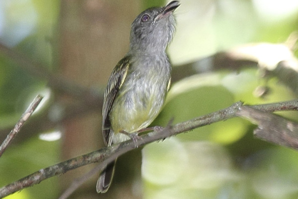 Gray-collared Becard