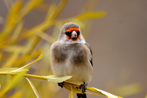 Gray-crowned Rosy-Finch
