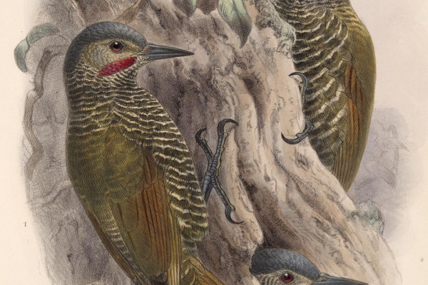 Gray-crowned Woodpecker