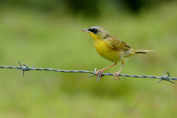 Gray-crowned Yellowthroat