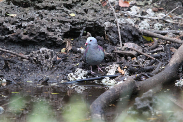 Gray-fronted Quail-Dove