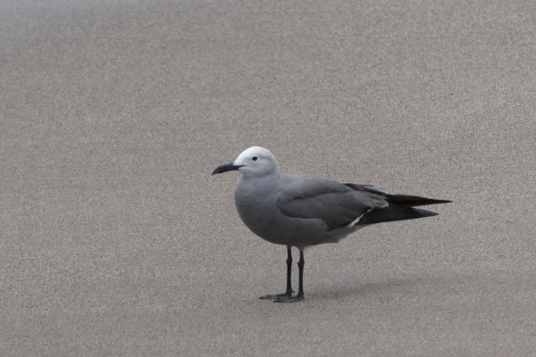 Gray Gull