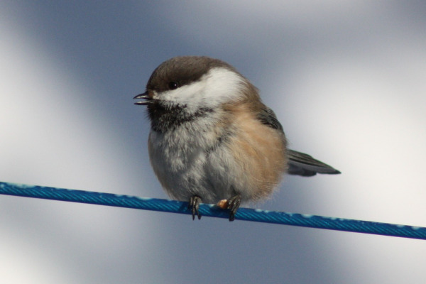 Gray-headed Chickadee
