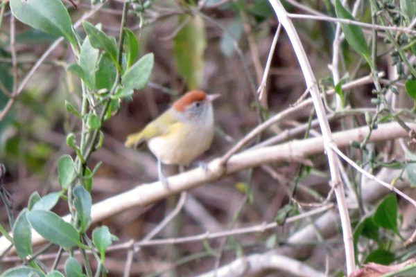 Gray-headed Greenlet