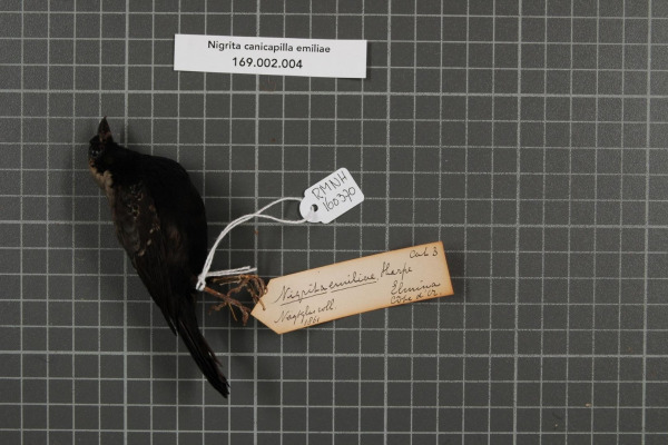 Gray-headed Nigrita
