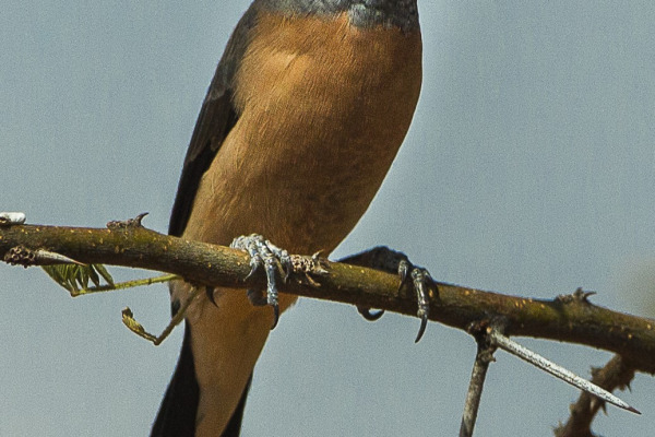 Gray-headed Oliveback