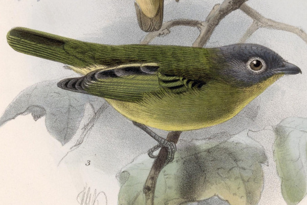 Gray-headed Piprites