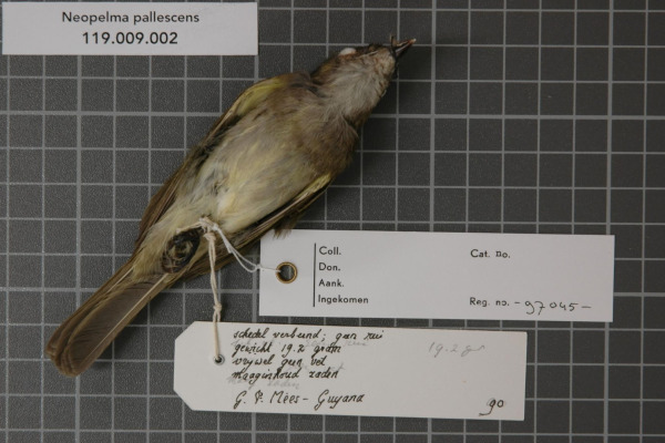 Gray-headed Tanager