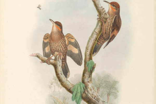 Gray-headed Whistler