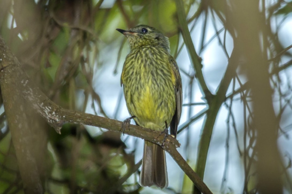 Gray-hooded Flycatcher