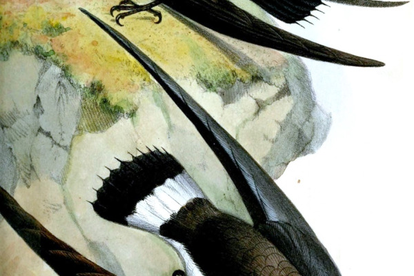 Gray-rumped Swift