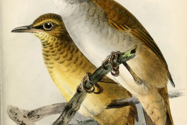Gray's Grasshopper Warbler