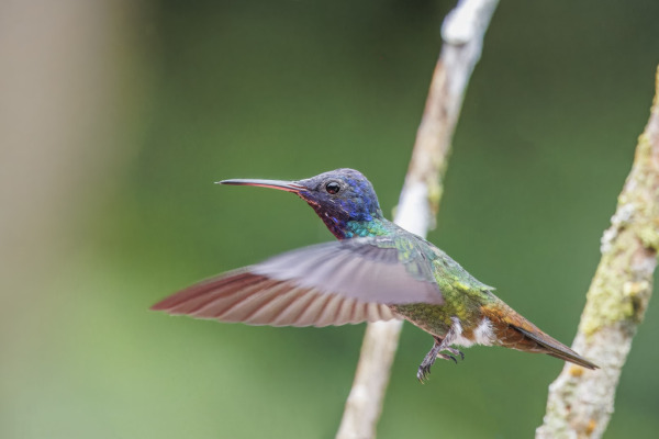 Gray's Sabrewing