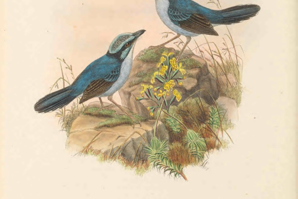 Gray's Warbler Finch