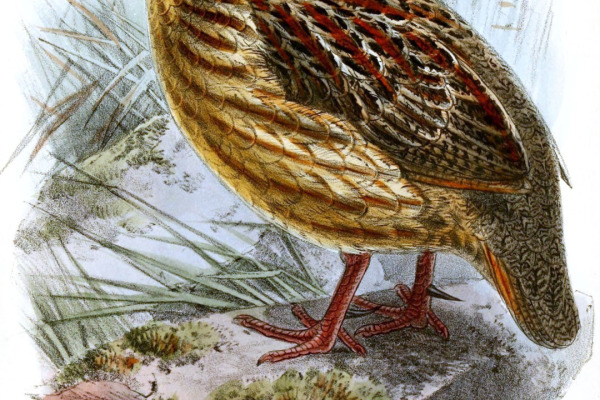 Gray-striped Francolin