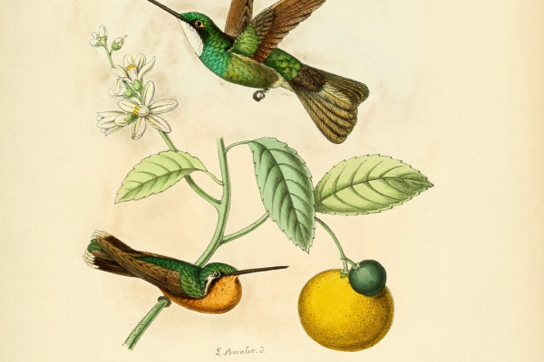 Gray-tailed Mountain-gem