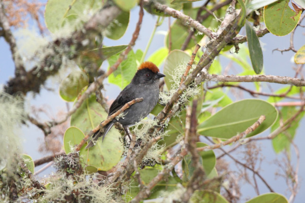Gray-throated Warbler