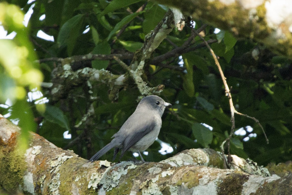 Gray-throated Warbler