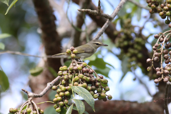 Gray Vireo