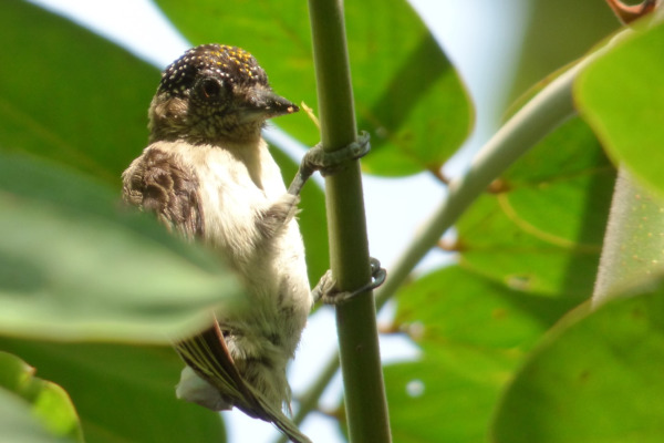 Grayish Piculet