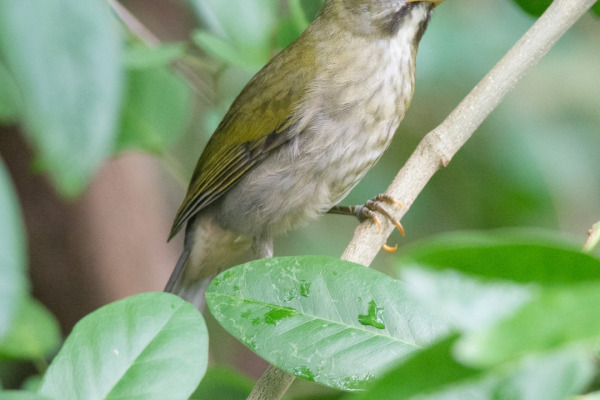 Grayish Saltator
