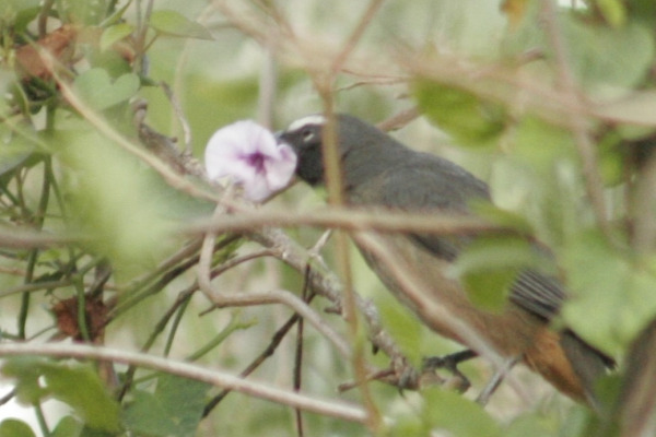 Grayish Saltator
