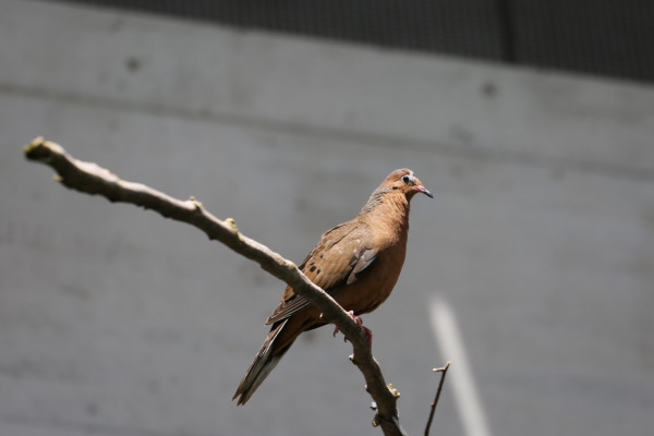 Grayson's Ground Dove