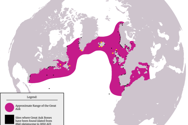 Great Auk