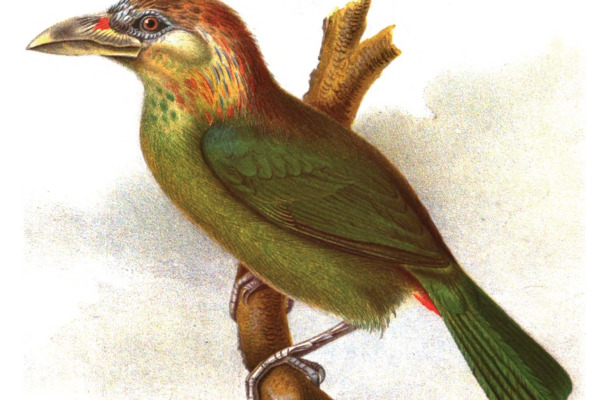 Great Barbet