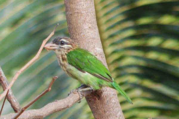 Great Barbet