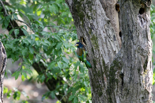 Great Barbet