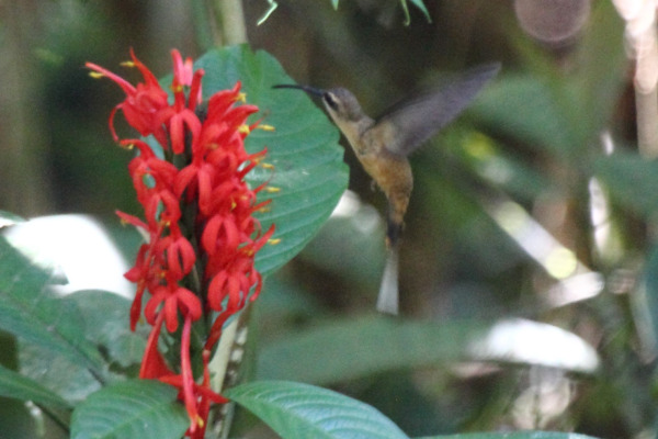 Great-billed Hermit