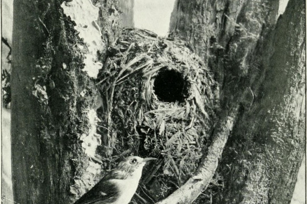 Great-billed Scrubwren