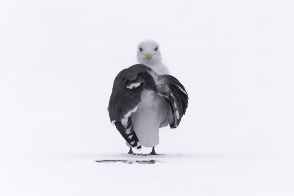 Great Black-backed Gull