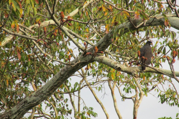 Great Black Hawk