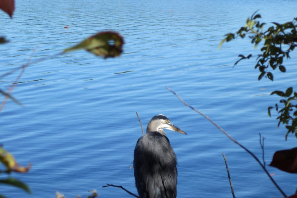 Great Blue Heron