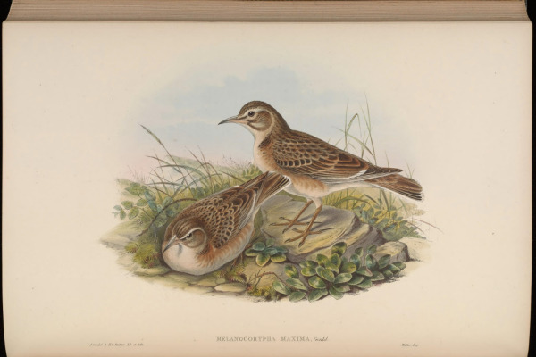 Great Bustard
