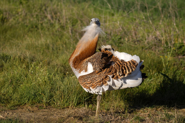 Great Bustard