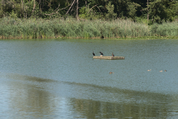 Great Cormorant